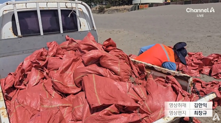 제주 해변의 미역 밀려옴