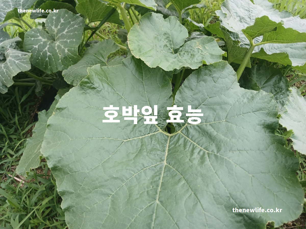호박잎 효능 대표 실사진