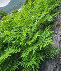 보성두릅