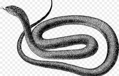 2026년 병오년 뱀띠 운세 총정리｜무료 신년운세 보는 방법