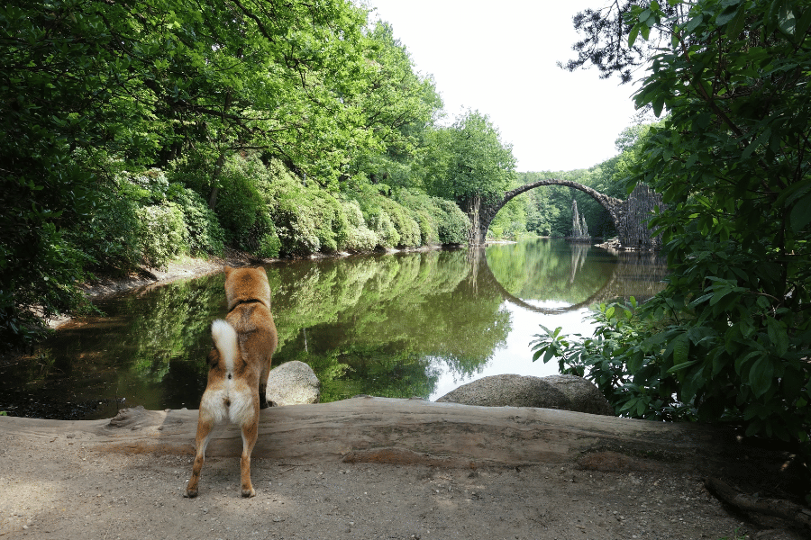 반려동물과 함께하는 힐링 여행