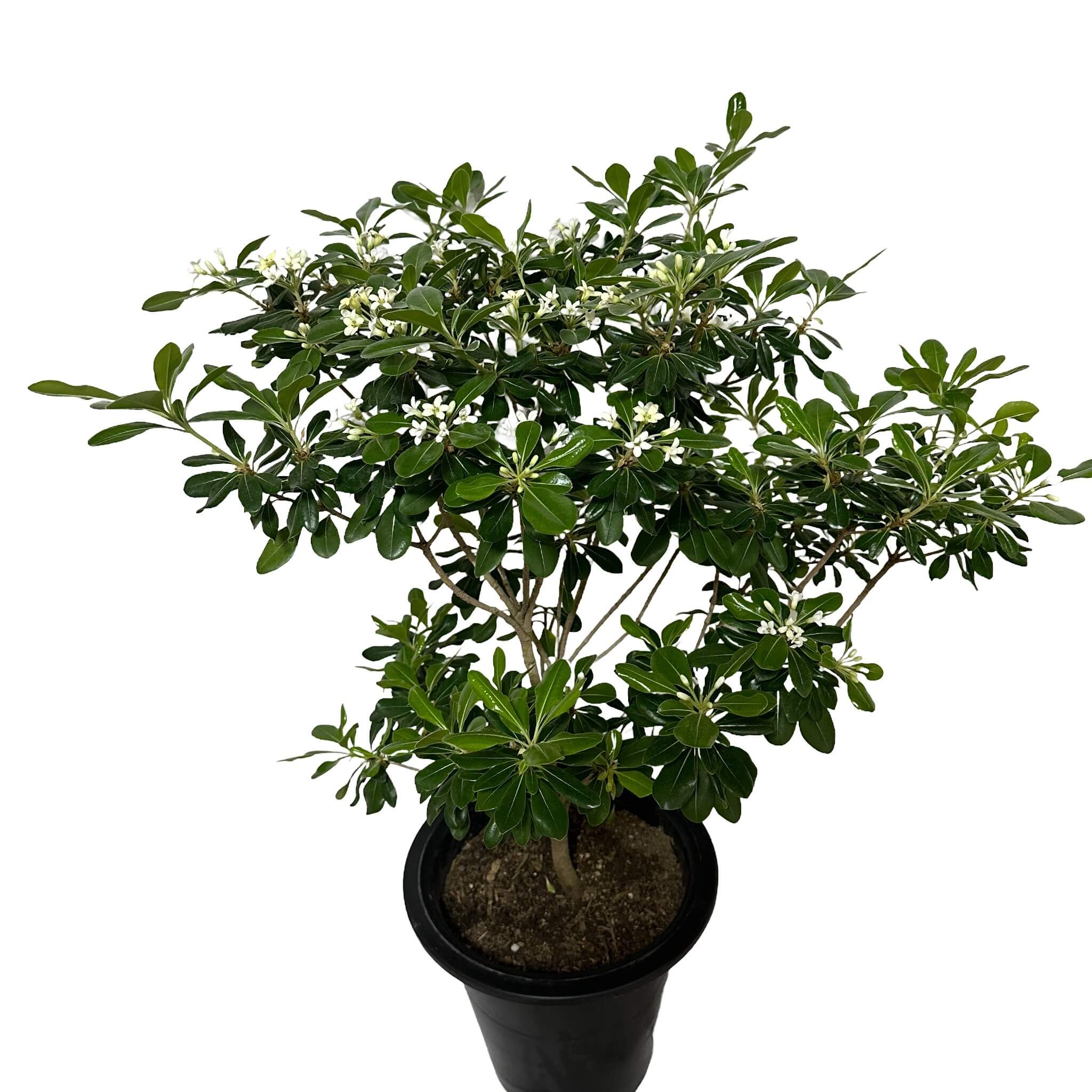 만리향 나무 키우기