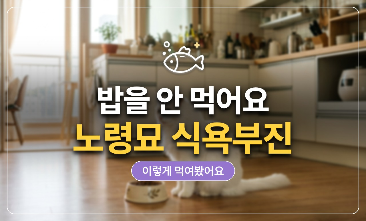 노령묘 식욕부진