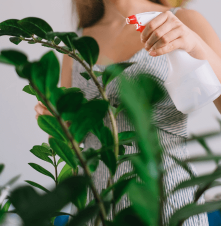 금전수 돈나무 키우기 물주기 가지치기