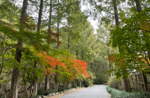 장태산자연휴양림 요금 선착순 사전예약 주차 할인 산림복지바우처