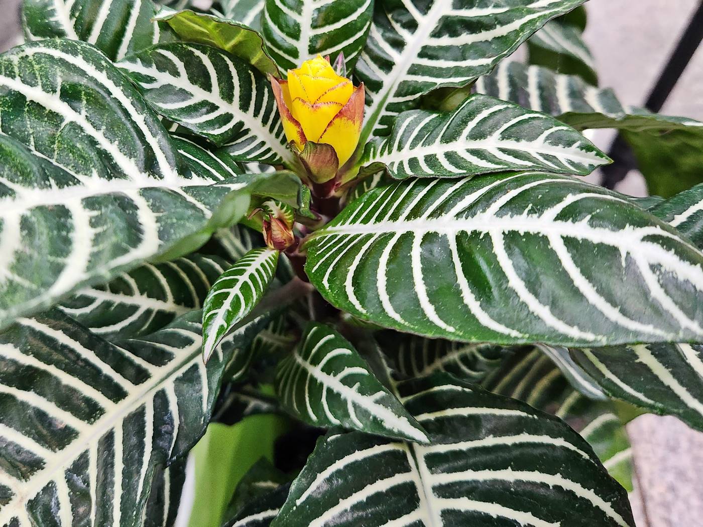 아펠란드라 Aphelandra
