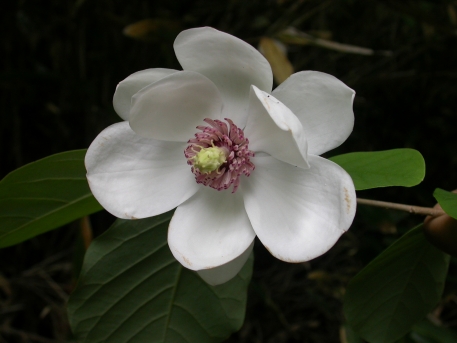 함박꽃나무 꽃1