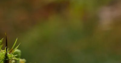 상황버섯 효능 부작용