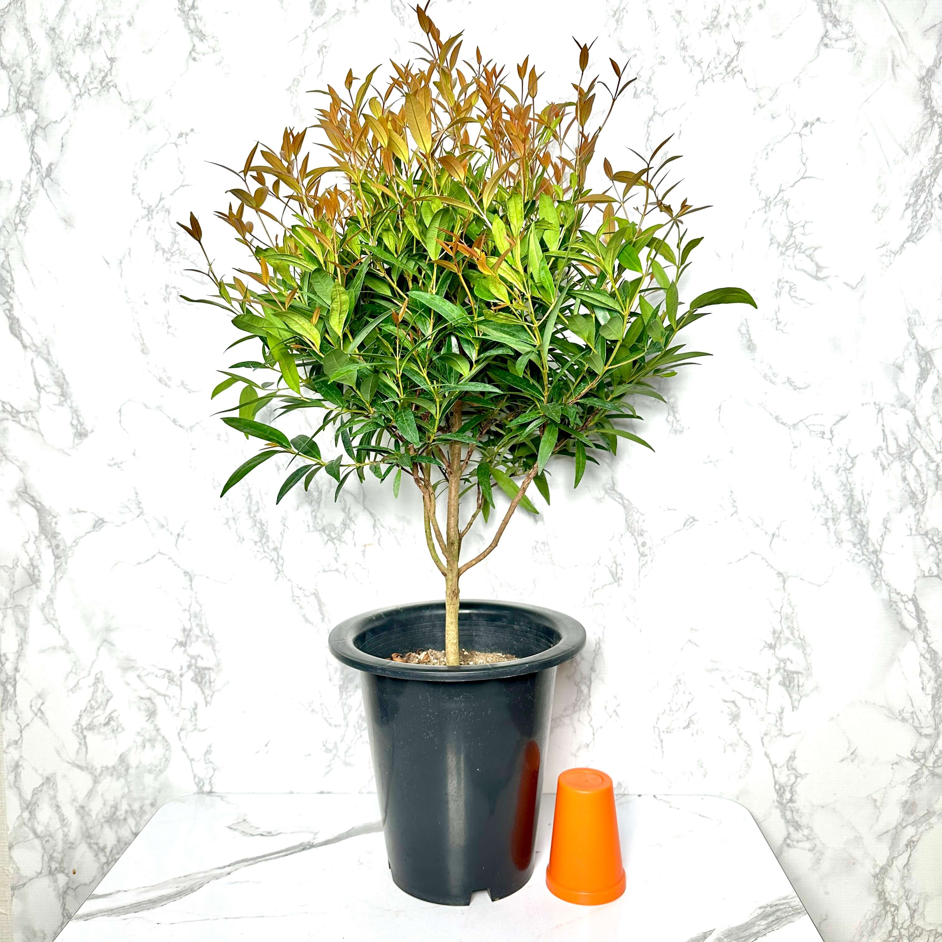 피어리스 키우기