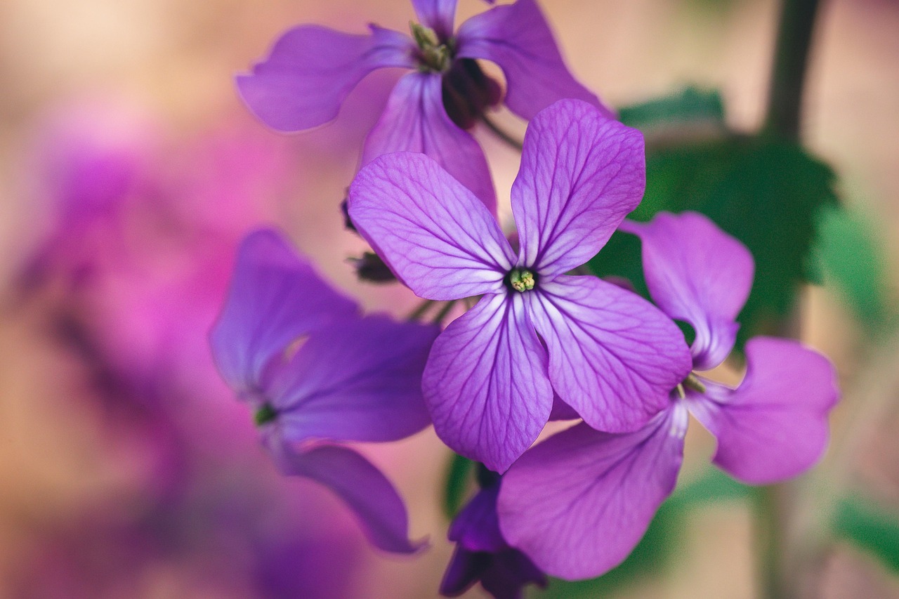 가평 잣향기푸른숲 예약
