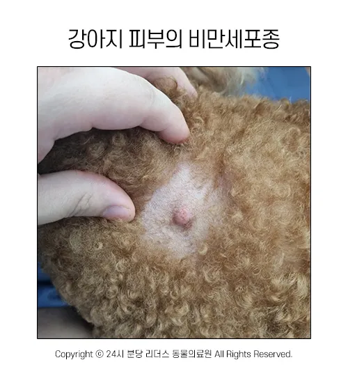 강아지 몸에 혹 악성종양 구분 세포검사 후기 사례집_1