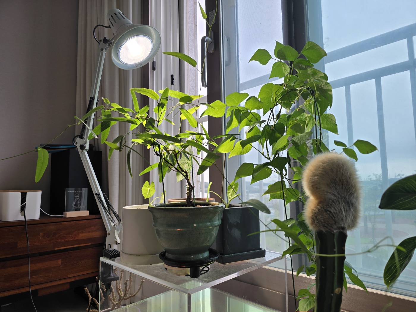 식물등 가까이에있는 강낭콩과 보라싸리