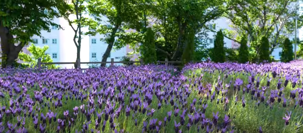 5월에 꼭 가봐야 할 적국 봄꽃 명소