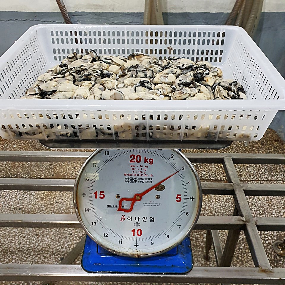 굴 무게 재기