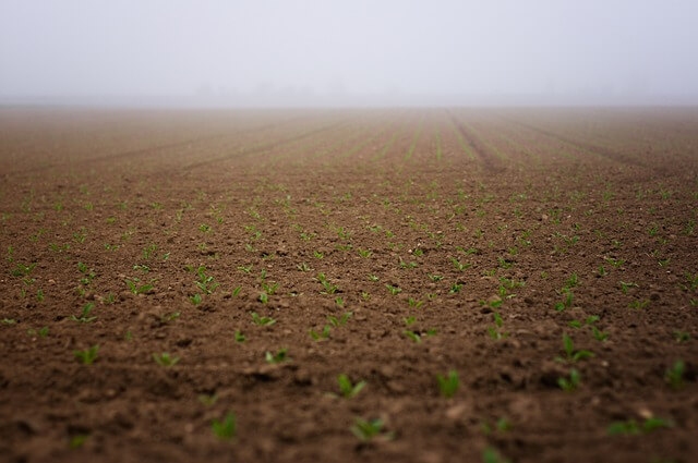 월동 가을 봄 시금치 파종(심는) 시기 파종 방법