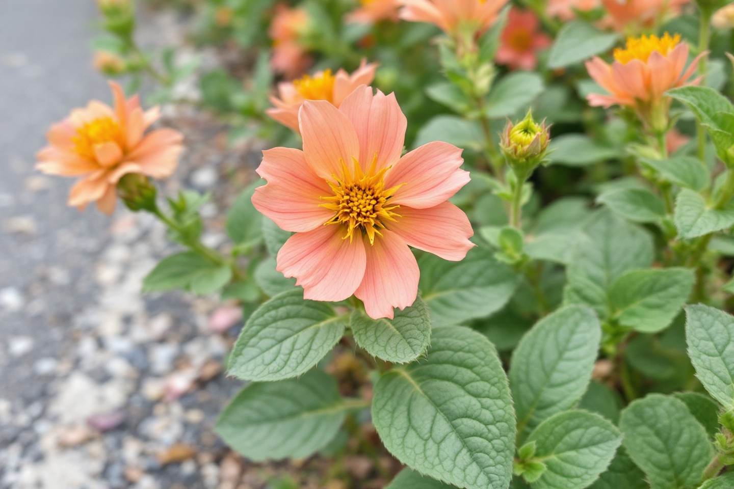 곰보배추 효능 완벽 정리: