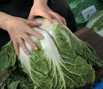 김장김치-절임배추-배추절이기