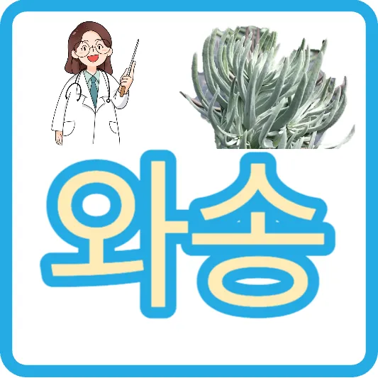 기와 둥근 바위솔 와송 효능 와송 먹는법