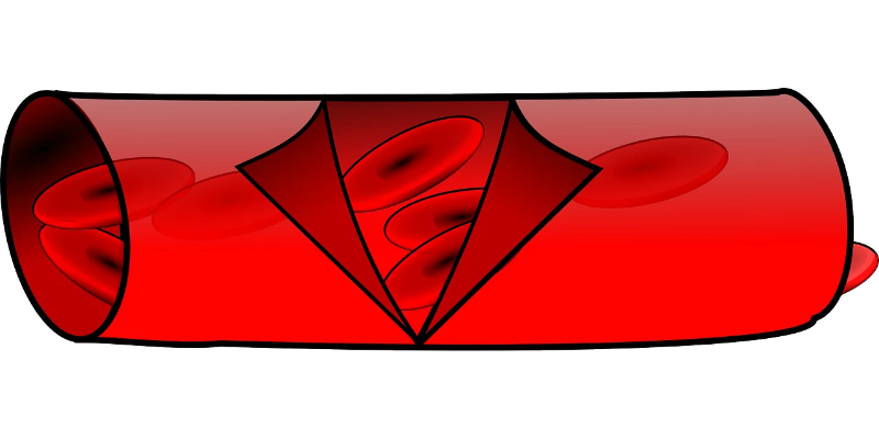 L-아르기닌 효능