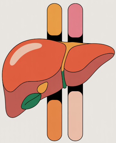 간경화 초기증상