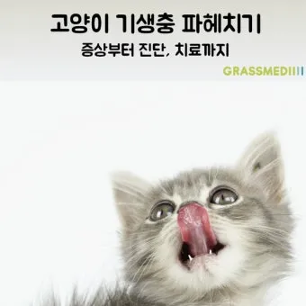 고양이 기생충 사진 약 증상_9