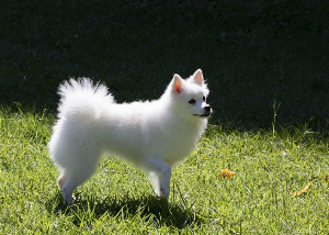 반려동물 키우기