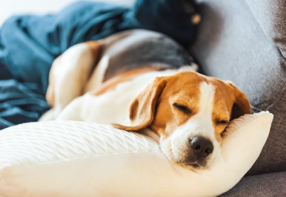 소파에서 자는 개.