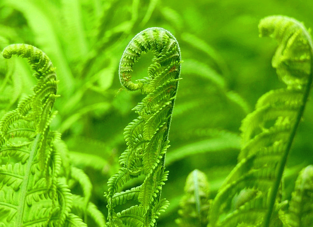 연두색 고사리들이 가득 자랐다. 고사리 끝은 고리처럼 말아졌다.