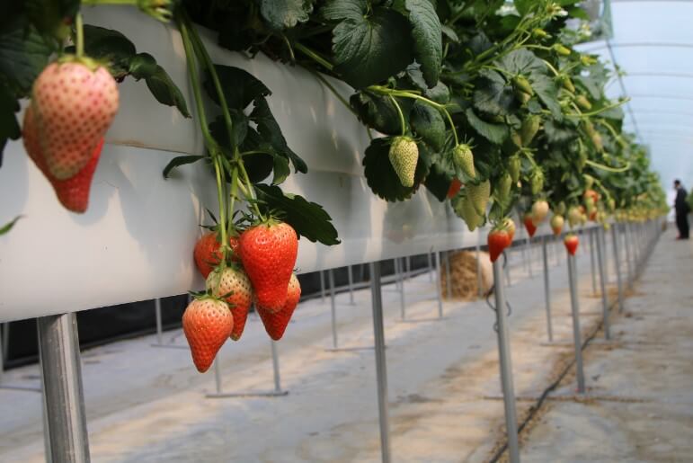 논산 딸기축제&amp;#44; 체험 및 공연 일정이 나왔습니다. 생각보다 논산 딸기축제 프로그램이 매우 다양하고 공연도 많더라구요. 메타버스 현장 이벤트&amp;#44; 불꽃놀이&amp;#44; 인형극&amp;#44; 힙합공연&amp;#44; 클래식 재즈 공연 등등 많은 일정이 있으니 충분히 즐기시길 바랍니다. 