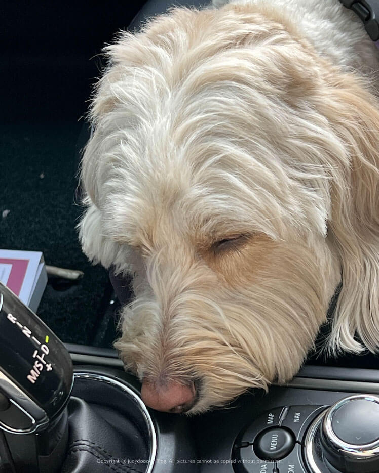 차에 타있는 강아지