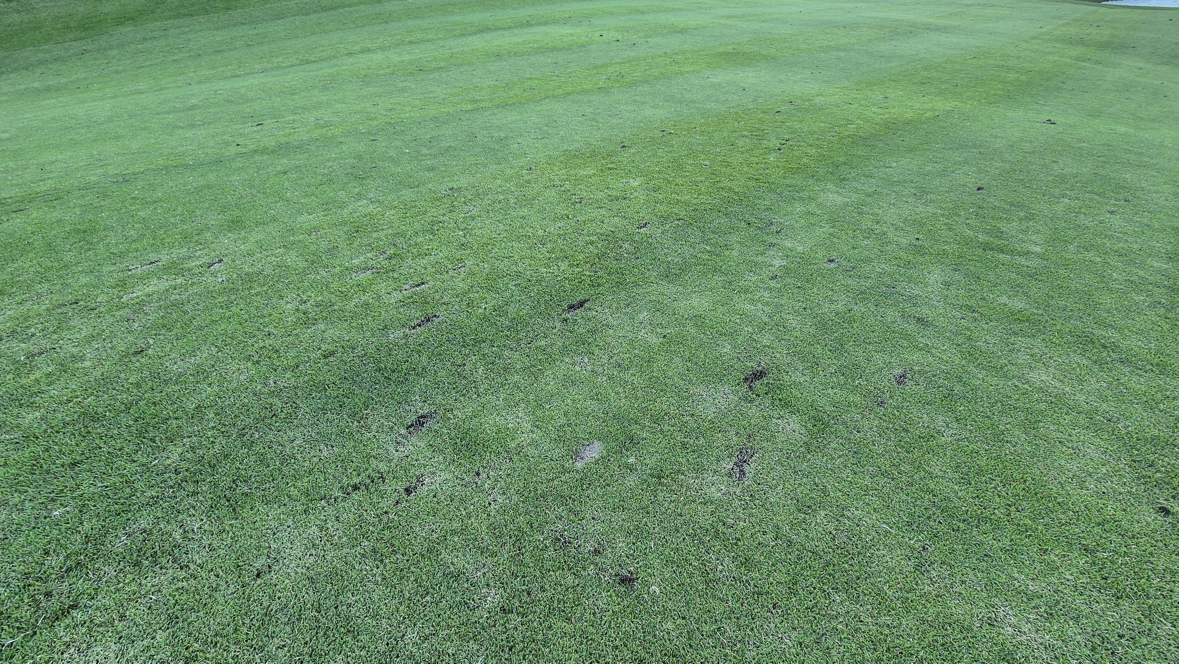 떼제베cc 동-북 코스 코스관리 상태