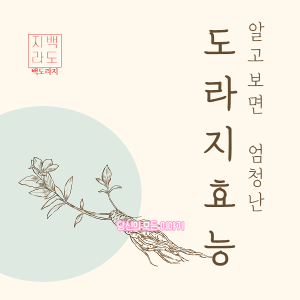 알고-보면-엄청난-도라지-효능-도라지-그림