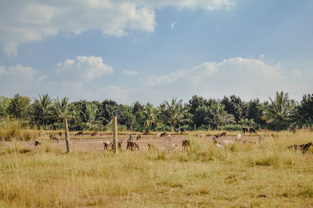 Land use