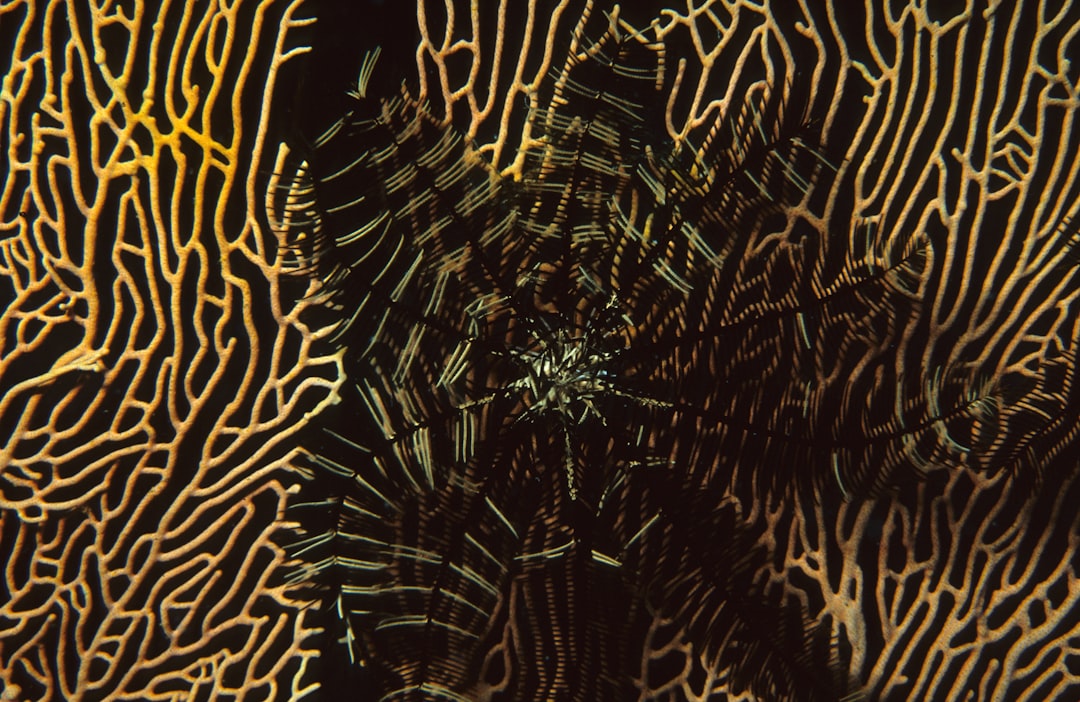 Coral