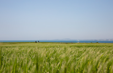 2025 양평 밀축제