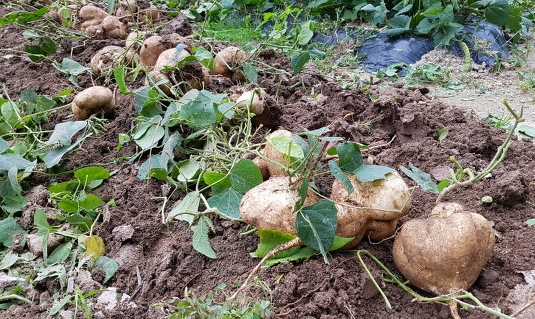 히카마 보관방법