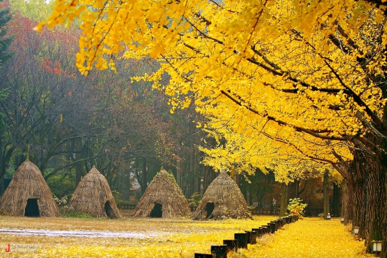 남이섬 가을 데이트 장소