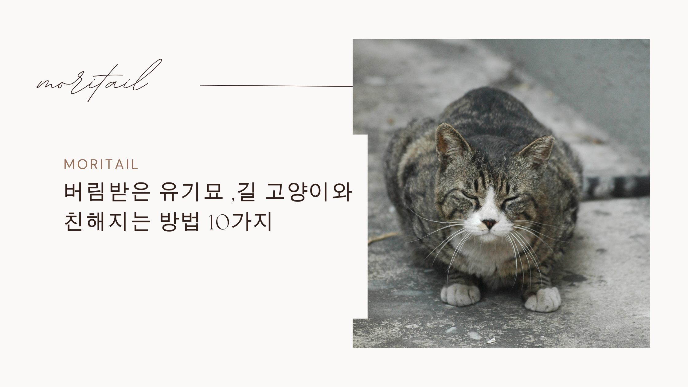 버림받은 유기묘 ,길 고양이와 친해지는 방법 10가지