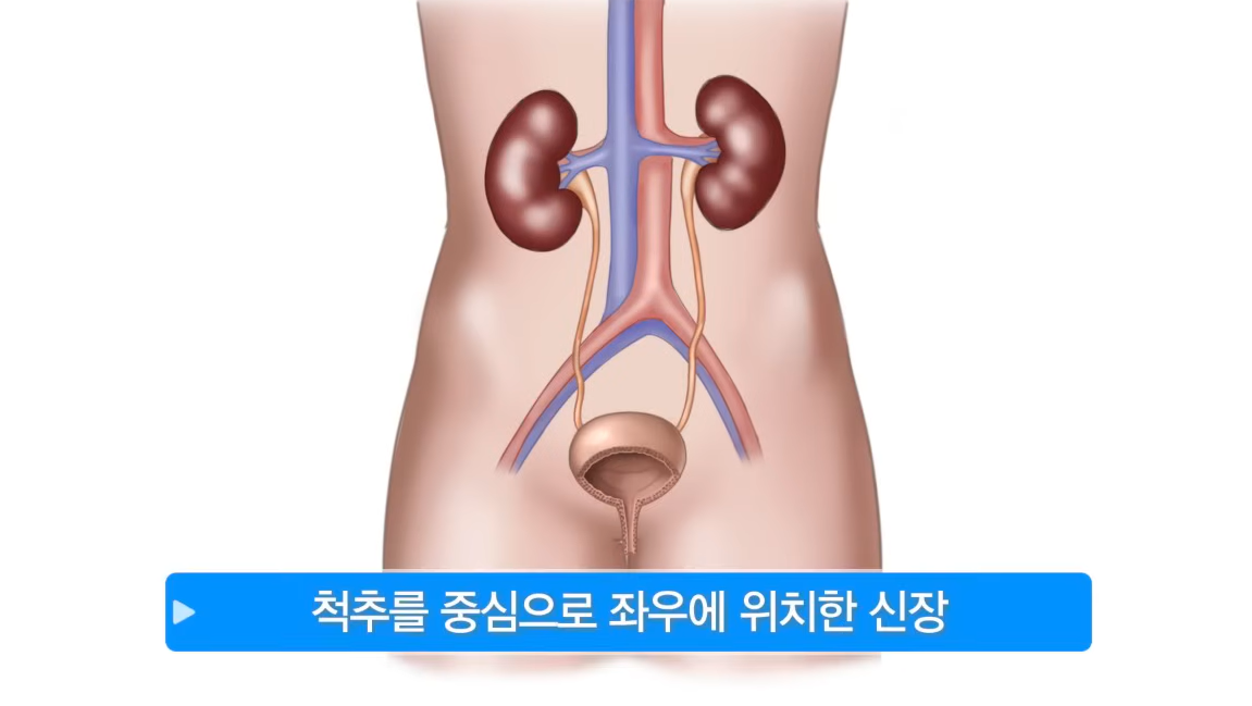 신장의 위치
