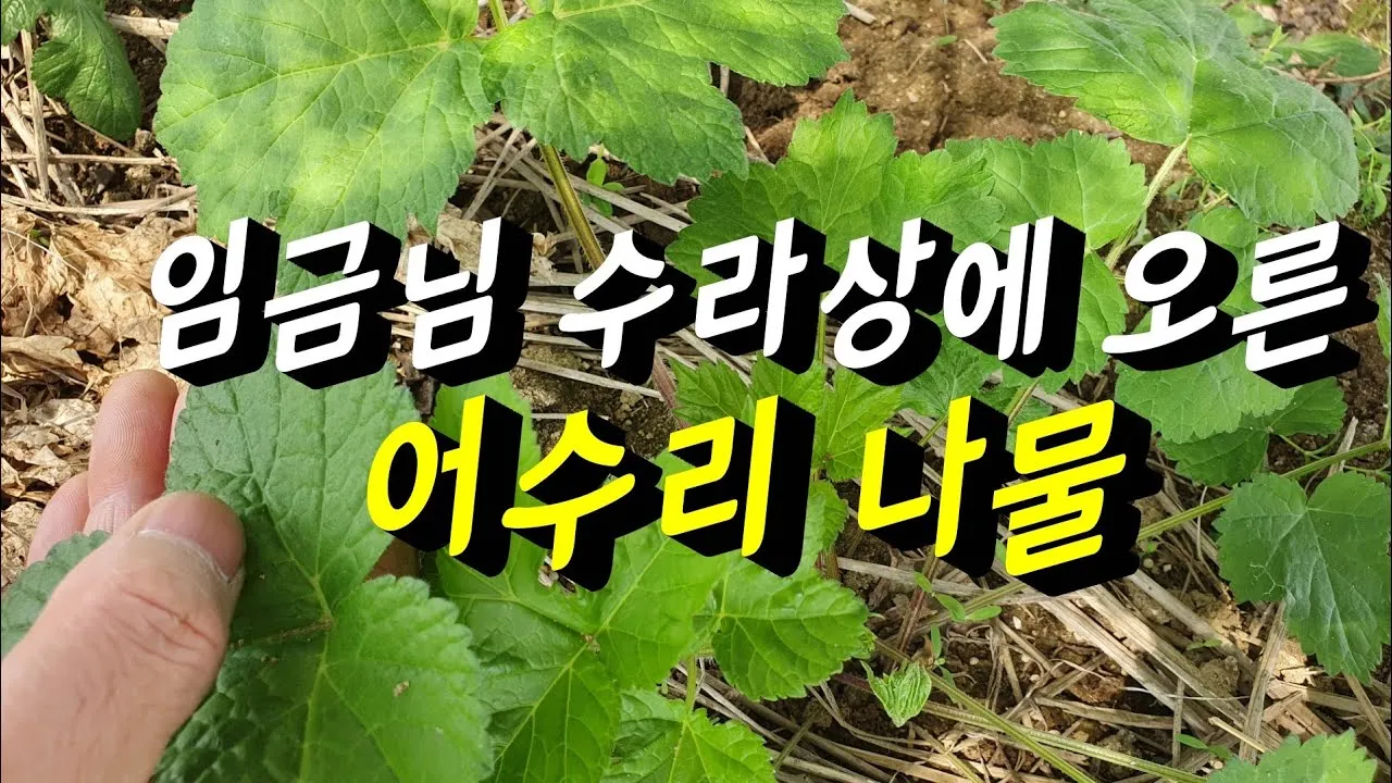 고급 산채 어수리 나물_8