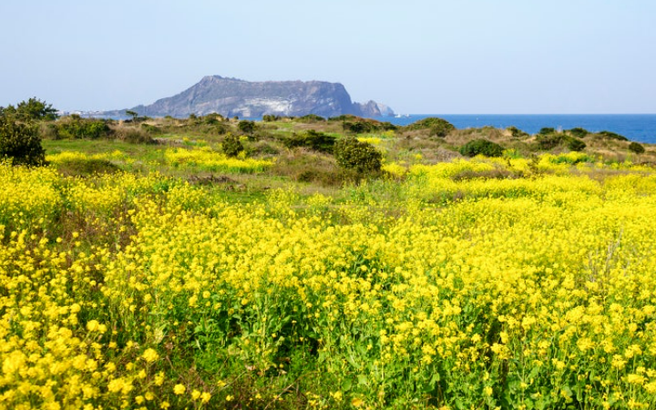 섭지코지-유채꽃