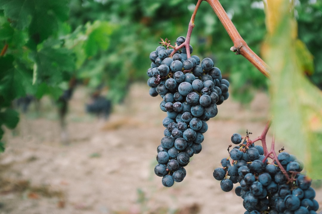 grape