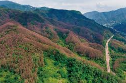 치악산 국립공원 실시간 cctv