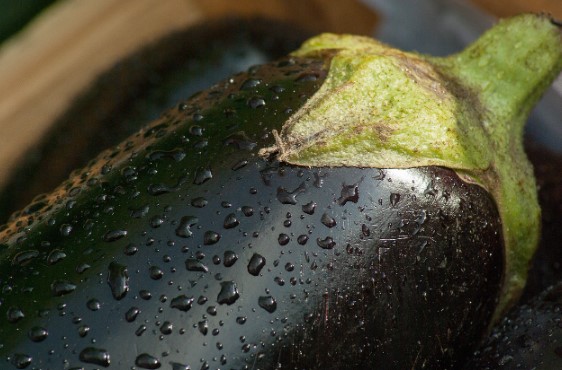 가을가지의효능및보관방법