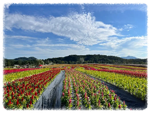 고석정 꽃밭축제
