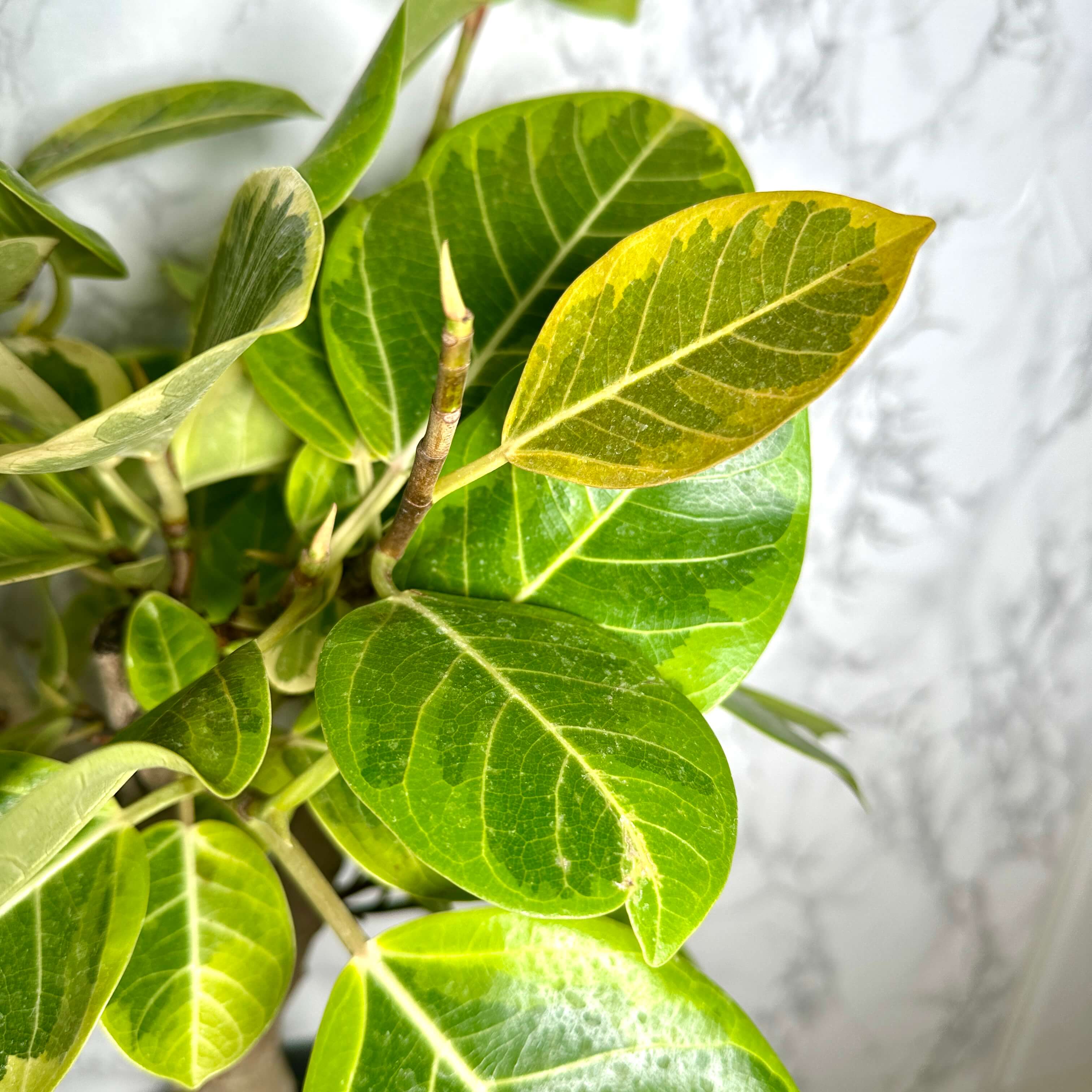 뱅갈 고무나무 실내에서 키우는 법