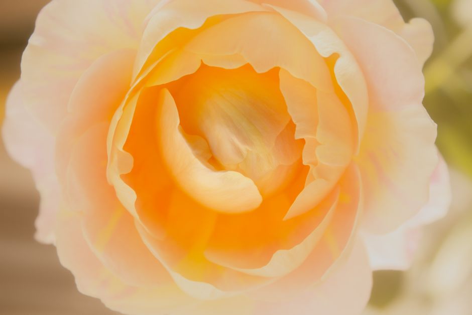 Close-up view of a yellow rose with delicate petals and soft lighting, showcasing natural beauty.