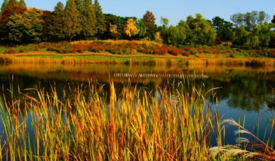 서울-단풍-명소