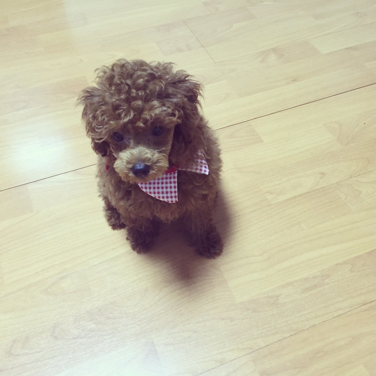 강아지 예방접종 배변훈련 노하우