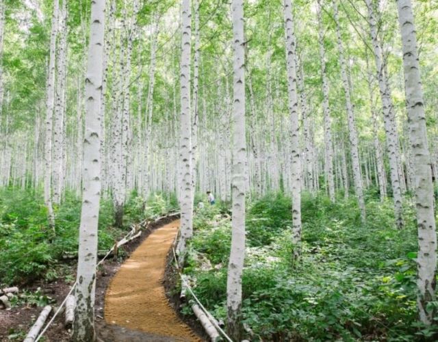 혼잡 피해 떠나는 한적한 국내 여행-강원도 인제 자작나무숲